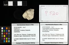 Foto (Objekt + Etiketten) von Cracensigillatus acutirostris (Moericke, 1889) 